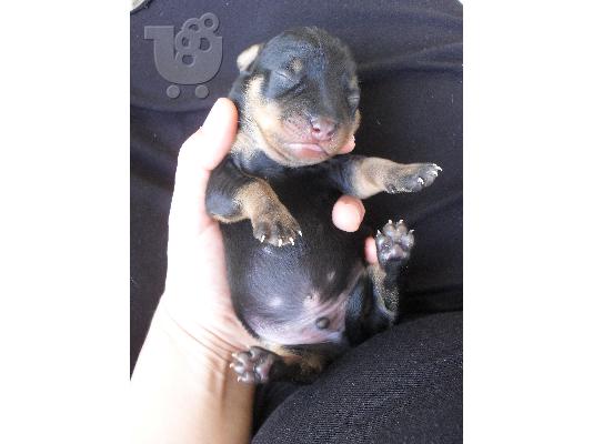 PoulaTo: mini pinscher